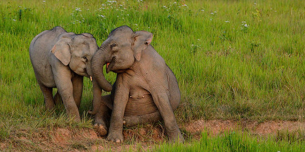 Une mémoire d'éléphant